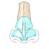 nose