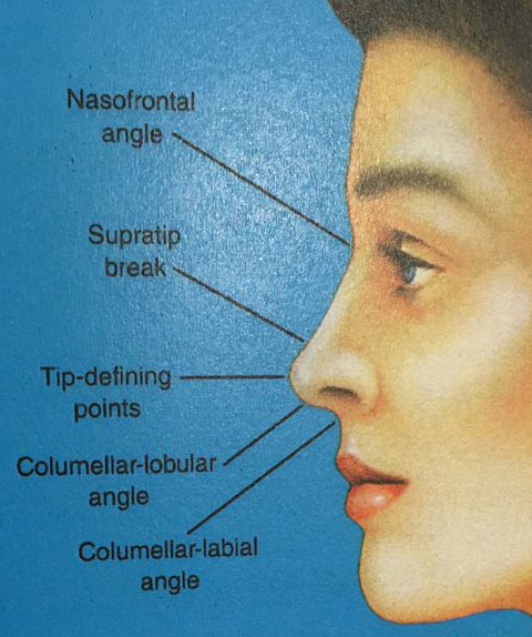 nasal landmarks