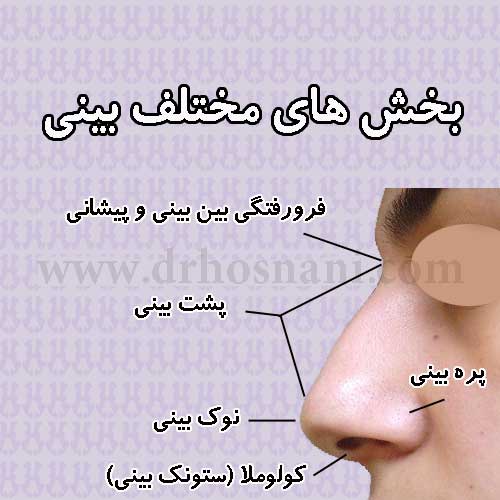 nose anatomy
