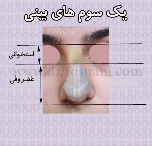 nose thirds