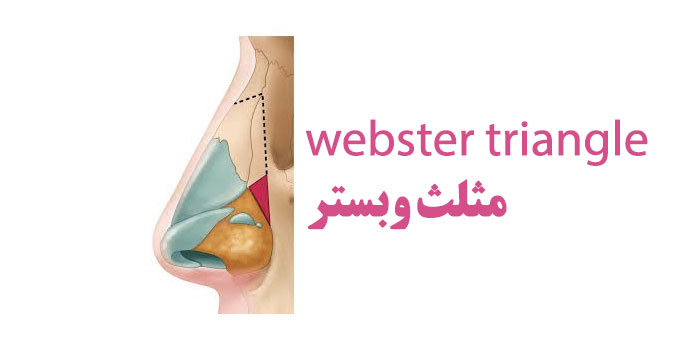 مثلث وبستر